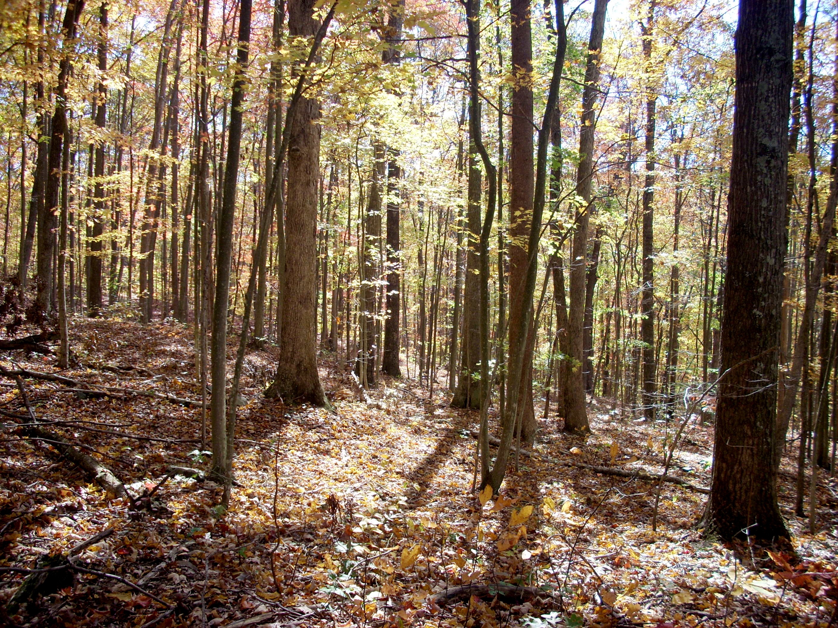 Pilot Knob Trail